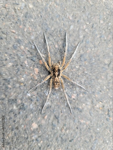 South Russian tarantula photographed close-up