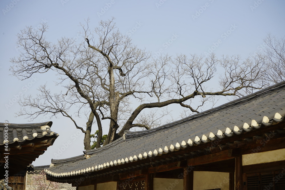 창덕궁에는 봄소식을 전하는 매화가 피었습니다.