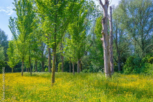 Beautiful yellow colored fields in Buytenpark Zoetermeer, the Netherlands