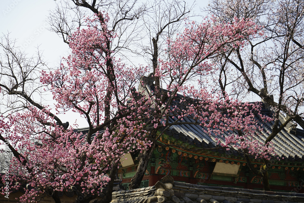 전통한옥 창덕궁에는 홍매화와 진달래가 가 봄소식을 전하는 풍경이 아름답습니다.