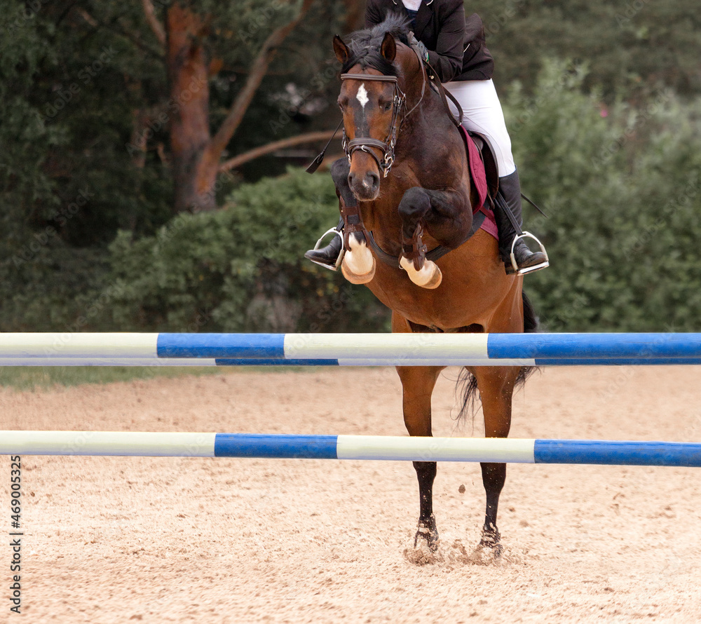 Jockey on horse. Red horse Jumping. Equestrian Events. Show Jumping Competition. Green outdoor trees background. Thoroughbred beautiful stallion. Banner for website Jockey on horse. Red horse Jumping. Equestrian Events. Show Jumping Competition. Green outdoor trees background. Thoroughbred beautiful stallion. Banner for website