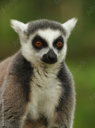 close up of a ring-tailed lemur in its natural environment