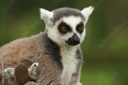 close up of a ring-tailed lemur in its natural environment © dennis