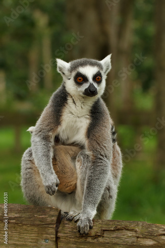 close up of a ring-tailed lemur in its natural environment