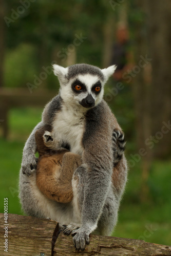 close up of a ring-tailed lemur in its natural environment