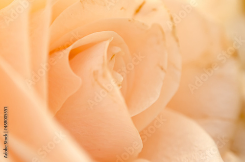 Peach rose close up