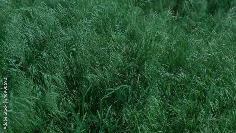 Green grass moving in wind in slow motion video clip Green grass moving in wind in slow motion video clip