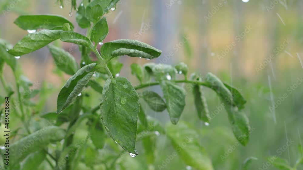 A green tomato bush in close-up trembles under raindrops with a blurry background. Watering plants on the farm. Tomato leaves with water drops. A green tomato bush in close-up trembles under raindrops with a blurry background. Watering plants on the farm. Tomato leaves with water drops.