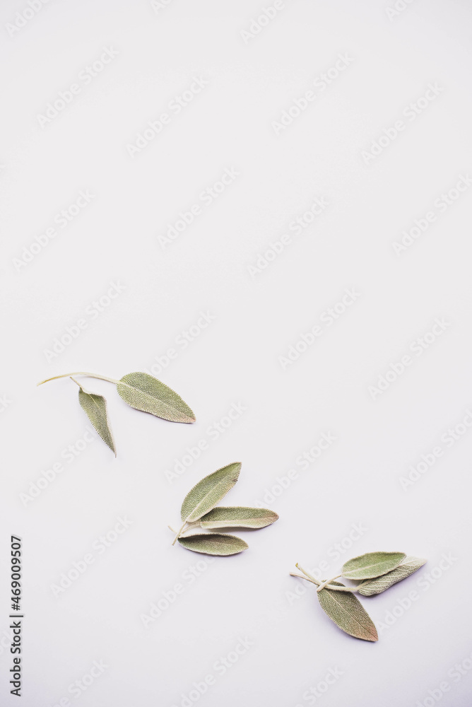 Obraz premium Loose Sage