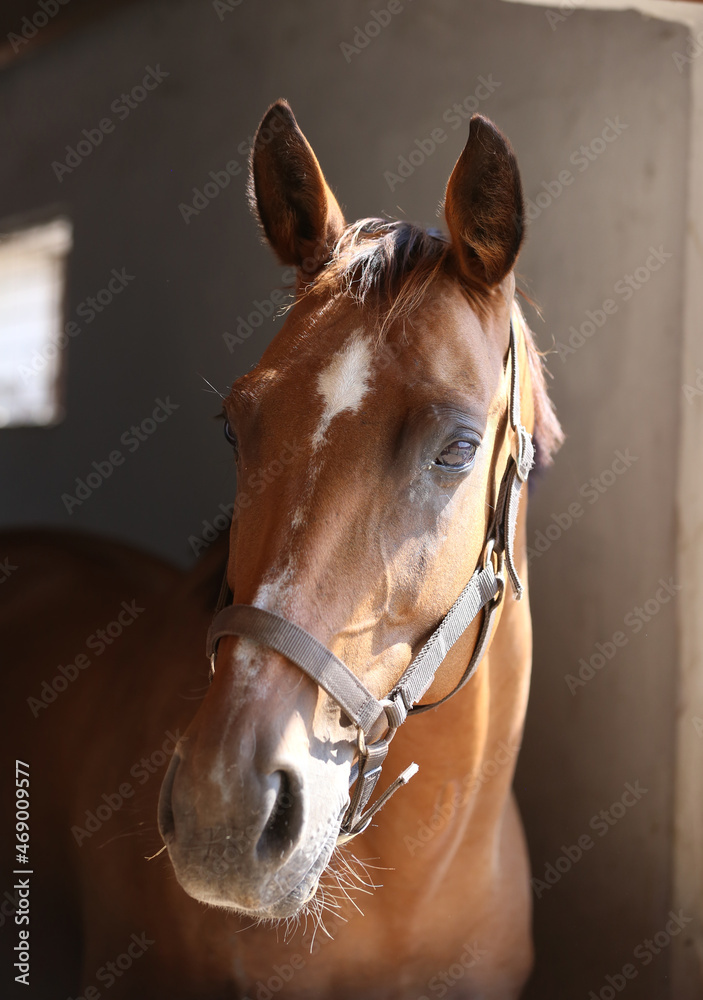 Obraz premium Head shot close up of a young sport horse
