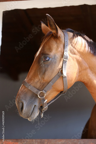 Head shot close up of a young sport horse