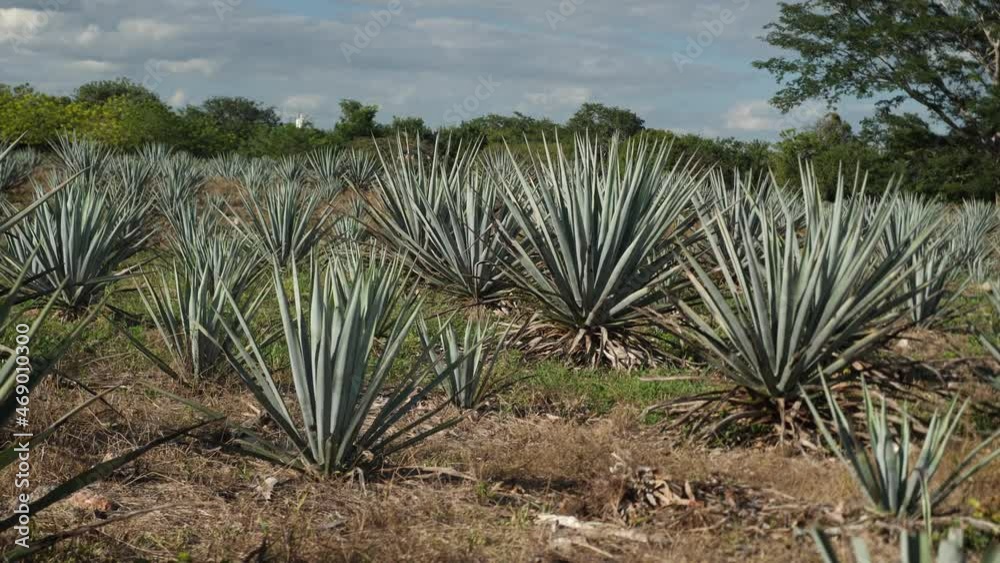 Large Field of Agave Plants. Blue Agave Fields on Rural Farm in Tequila