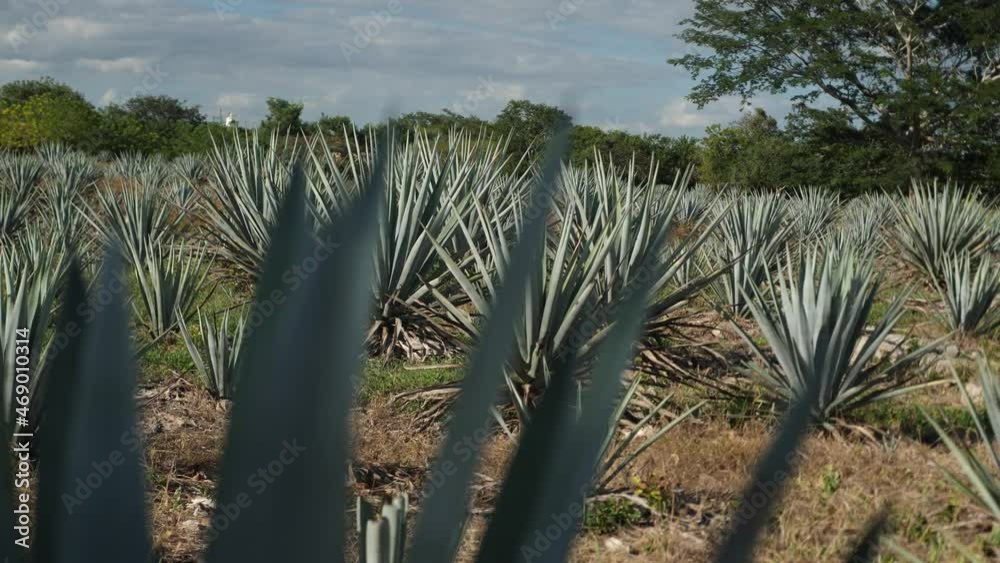 Large Field of Agave Plants. Blue Agave Fields on Rural Farm in Tequila