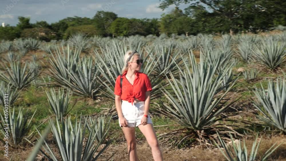 Large Field of Agave Plants. Blue Agave Fields on Rural Farm in Tequila