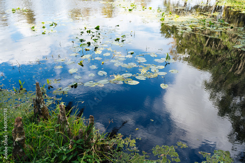 Fototapeta Naklejka Na Ścianę i Meble -  Landscape of Hillsborough river at Tampa, Florida	
