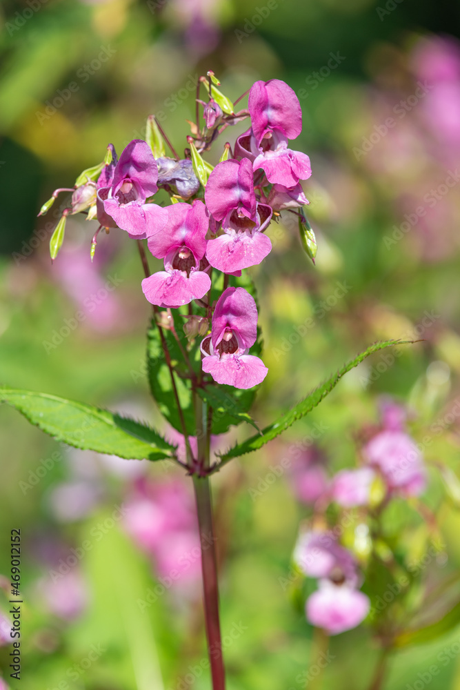 Himalayan balsam (impatiens gladulifera) flowers in bloom Himalayan balsam (impatiens gladulifera) flowers in bloom