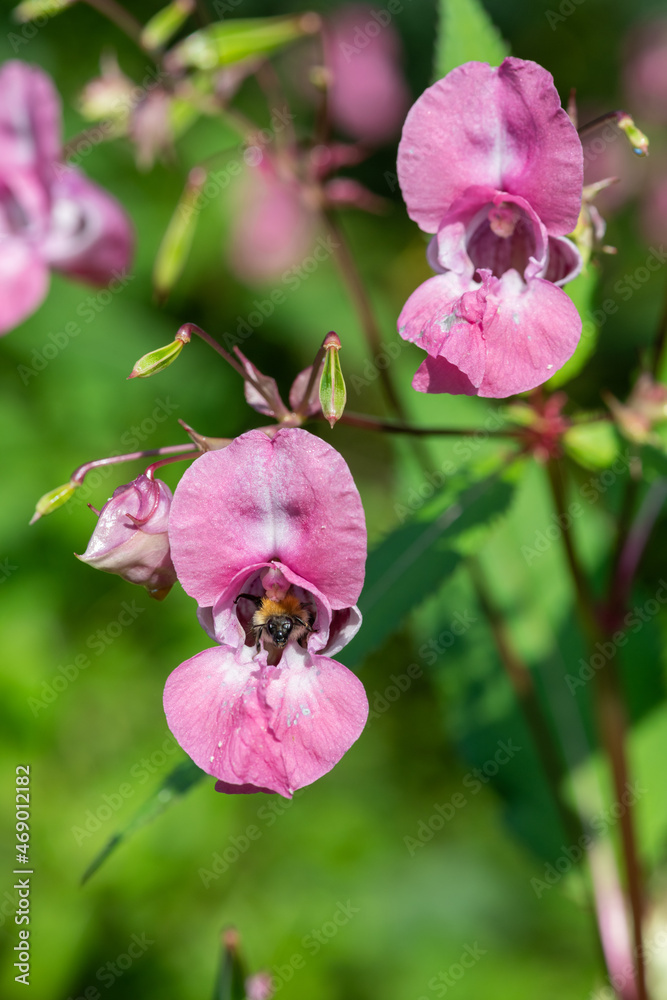 Himalayan balsam (impatiens gladulifera) flowers in bloom Himalayan balsam (impatiens gladulifera) flowers in bloom
