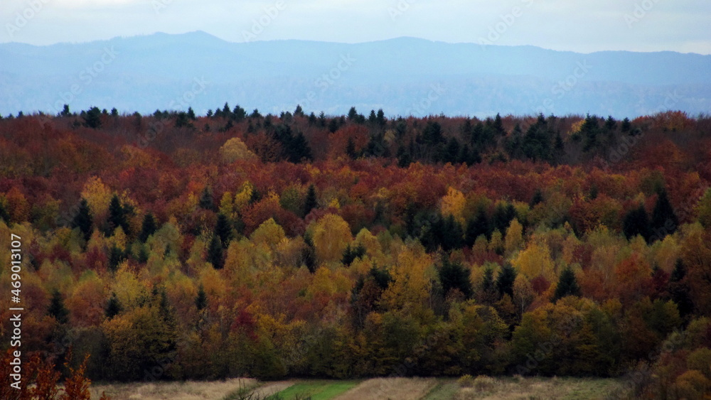 Fototapeta premium Golden autumn