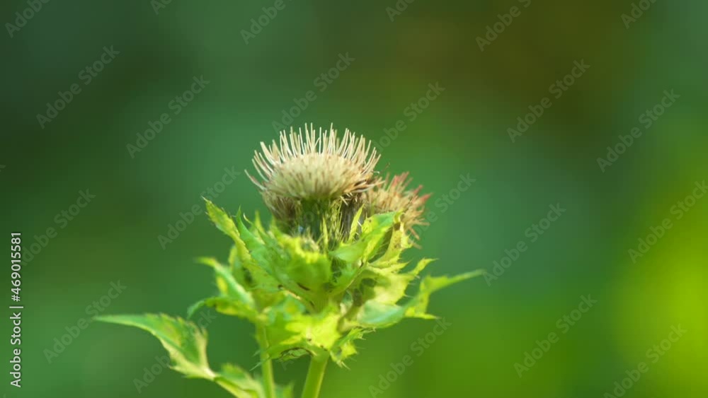 The rare butterfly the hummingbird hawk-moth (Macroglossum stellatarum) captured on video while feeding on the nectar of flowers.