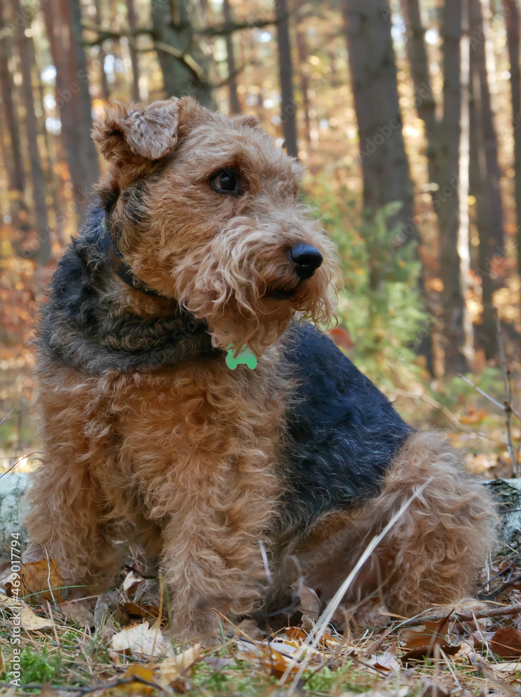 Welsh Terrier in a woods looking back Welsh Terrier in a woods looking back