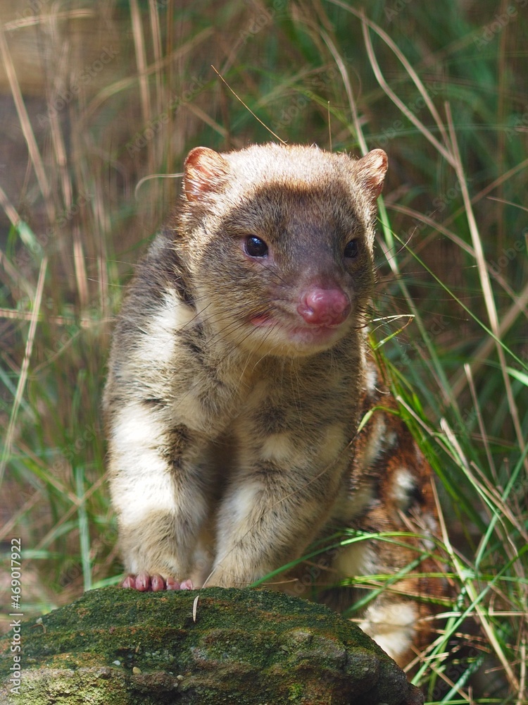 A closeup portrait of a charming charismatic Spotted-Tailed Quoll with bright eyes. A closeup portrait of a charming charismatic Spotted-Tailed Quoll with bright eyes.