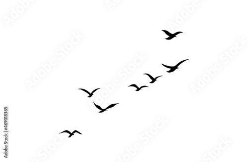 the flying birds illustration isolated on a white background. a flock of flying animals in a simple design for a decorative element and tattoo.