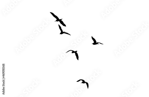 a flock of flying birds isolated on a white background. the element illustration in black. a simple design for a decorative element and tattoo.