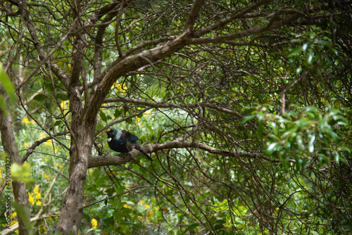 A tui bird, a bird native to New Zealand in bushland