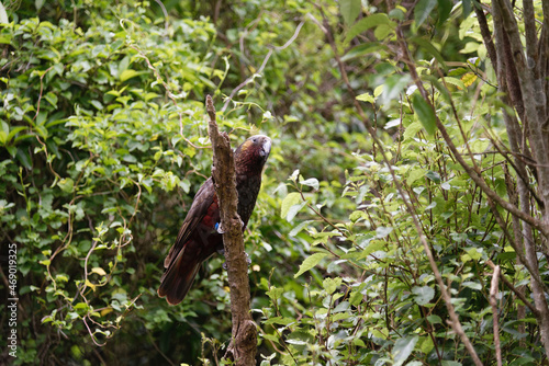 A North Island Kaka bird perched on a branch photo