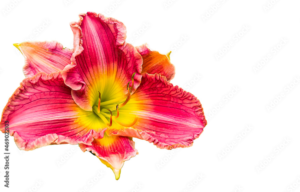 Beautiful of lily species flower isolated on white background. Beautiful of lily species flower isolated on white background.