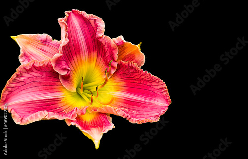 Beautiful of lily species flower isolated on black background.