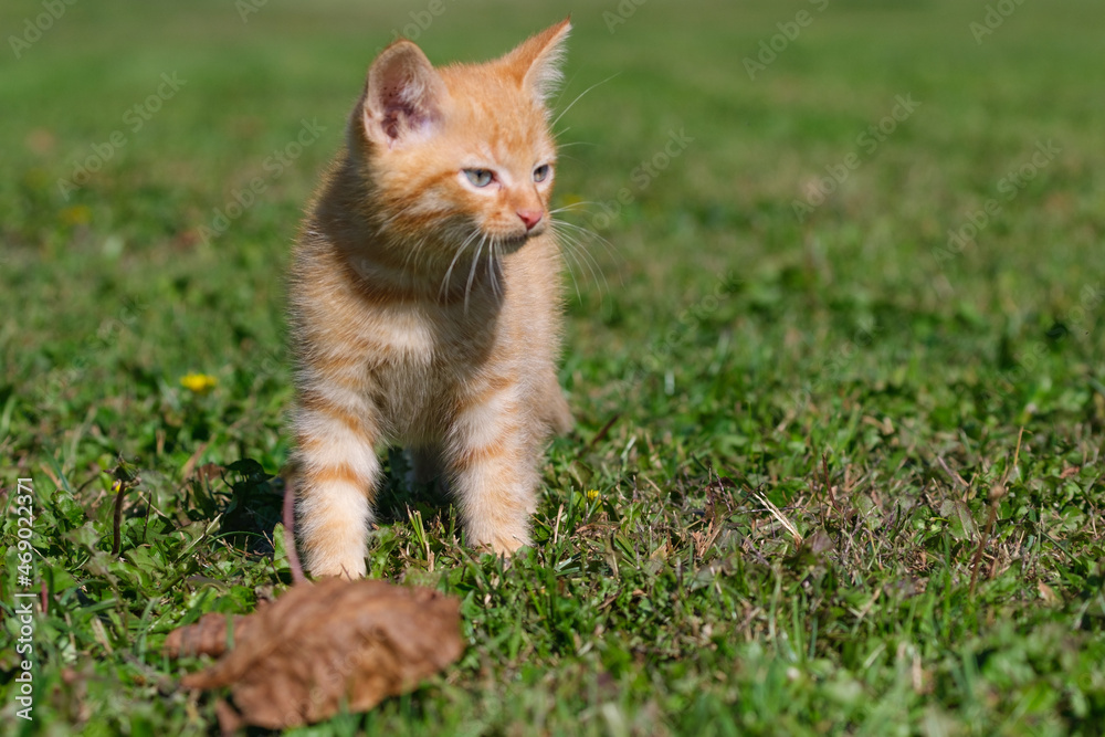 Beautiful, sweet and cute ginger kitten portraits Beautiful, sweet and cute ginger kitten portraits