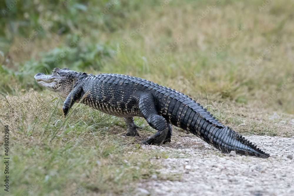 Obraz premium Young Small Alligator Walking Back to Grass