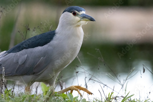 Close-up Night Heron by Water Edge in Grass on Ground