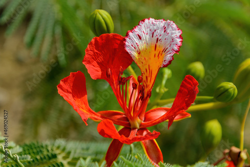 Caesalpinia pulcherrima. Also called poinciana, peacock flower, red bird of paradise, Mexican bird of paradise, dwarf poinciana, pride of Barbados, flos pavonis, flamboyant-de-jardin, kembang merak photo
