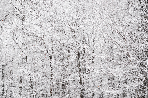 snowy tree branches