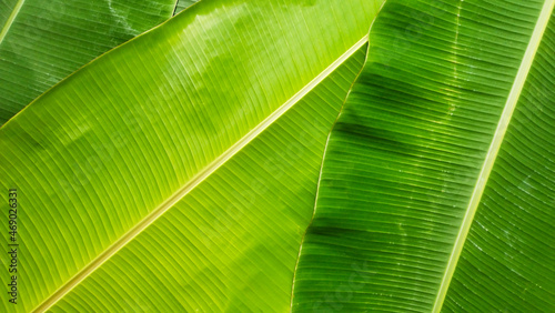 Close up banana leaf texture with beautiful pattern