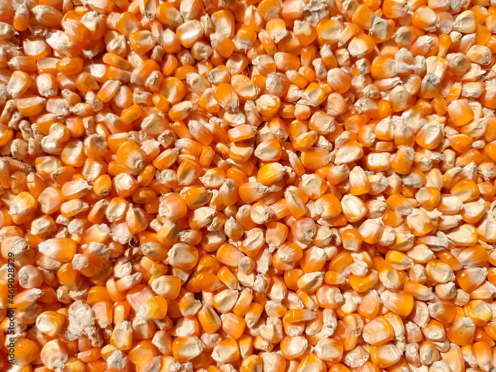 bunch of dried corn kernels for background bunch of dried corn kernels for background