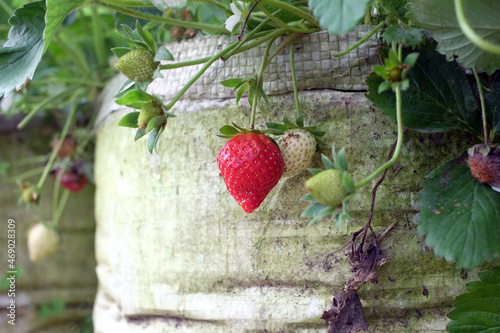 Strawberries are the most widely recognized strawberry variety in the world. Like other species in the genus Fragaria, this fruit is in the Rosaceae family.