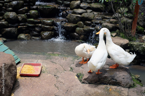 portrait of three swans by the pond