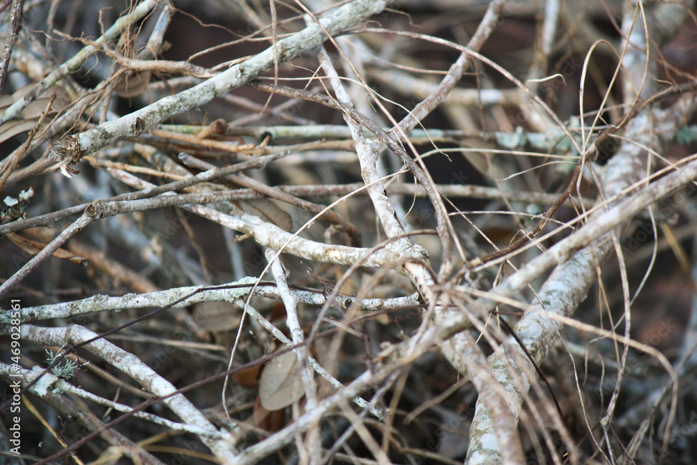 A pile of sticks together 