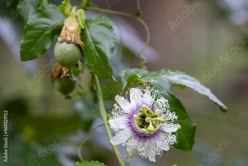 Passion Fruit and flower on vine