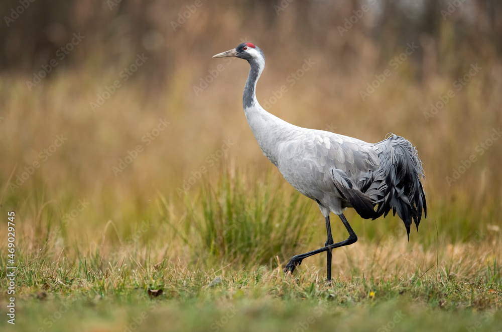 Fototapeta premium Common crane bird ( Grus grus )