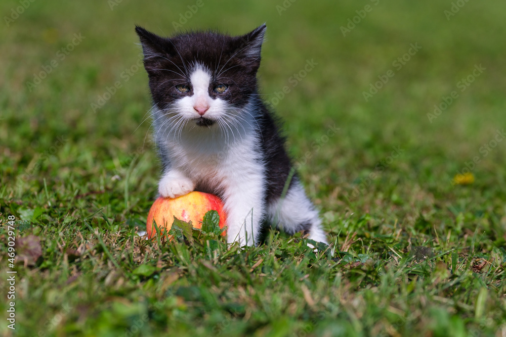 Cute Tuxedo kitten posing