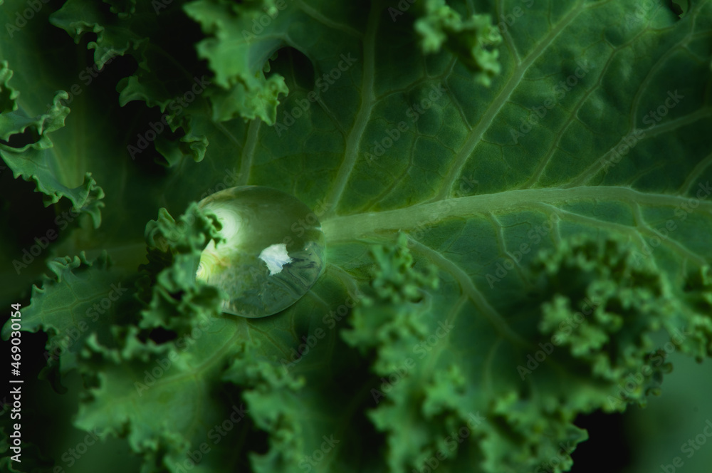Close-up a drops of water on a green kale leaf.