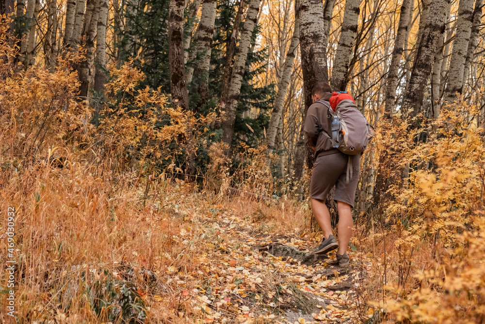 Naklejka premium Tourist with backpack is walking on mountain trail among beautiful colorful trees in autumn time.