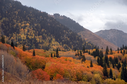 Colorful red, orange, green forest in mountains. Dzhungarian Alatau in Kazakhstan.