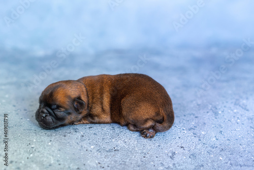 a sleeping newborn puppy of the Brussels Griffon breed of red color lies on a gray background with closed eyes. High quality photo