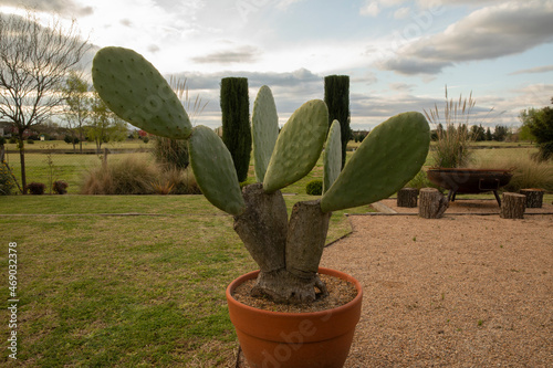 Sculptural cactus. View of an Opuntia ficus indica, also known as prickly pear, beautiful spineless leaves, growing in a pot in the garden.