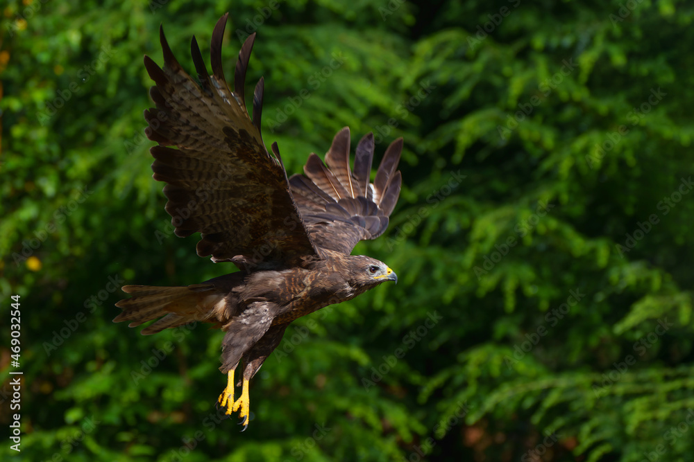 Obraz premium Common Buzzard (Buteo buteo) flying in the forest of Noord Brabant in the Netherlands. Green forest background 